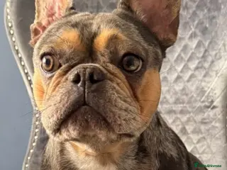 French Bulldog dogs French bulldog puppies - ready end of feb - Advert 1