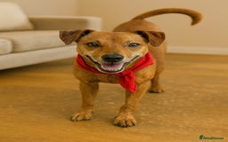 Mixed Breed dogs for adoption: Mickey – The Sweetest Small Shadow Companion - Advert 22