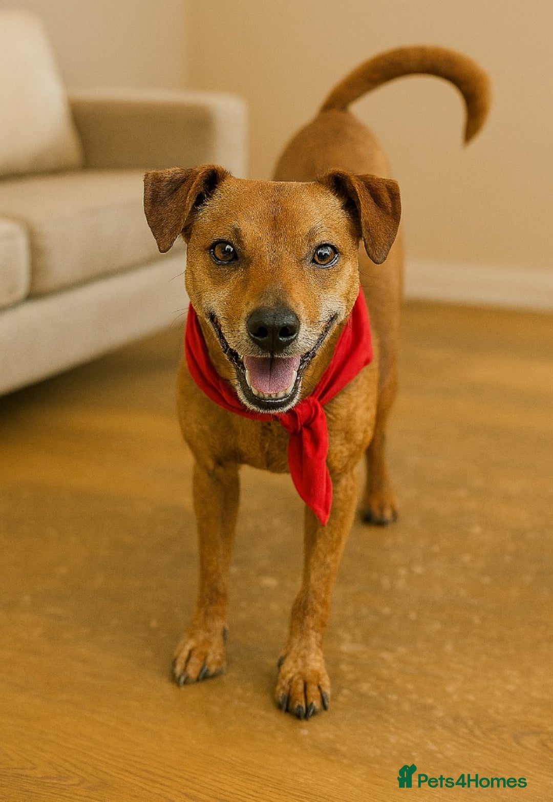 Mixed Breed dogs for adoption: Mickey – The Sweetest Small Shadow Companion - Advert 22