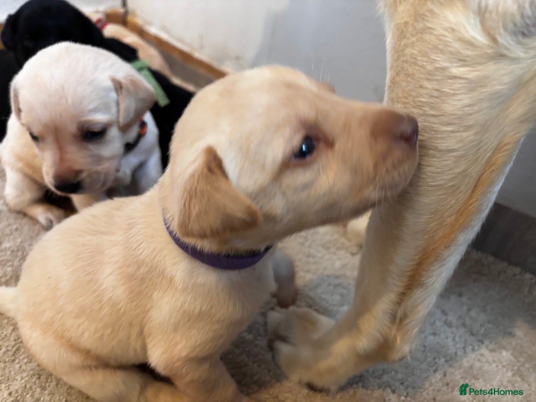 Labrador Retriever dogs for sale: KC Lab pups (from tested parents) REDUCED - Image 9