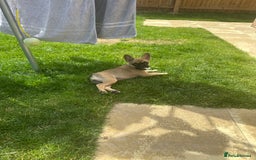 French Bulldog dogs for sale: French Bulldog - Image 7