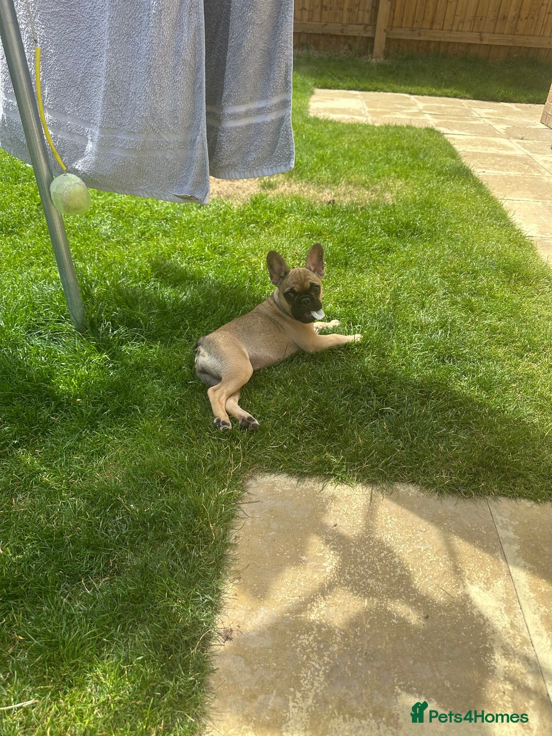 French Bulldog dogs for sale: French Bulldog - Image 7