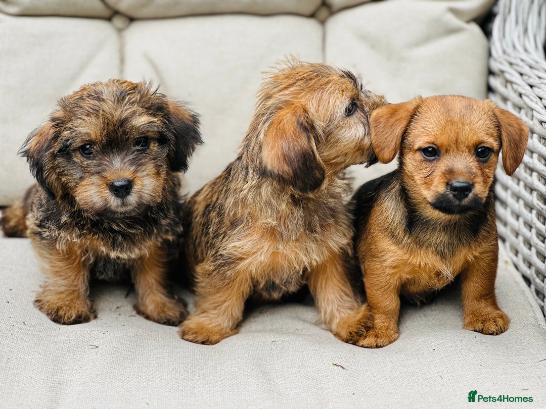 Mixed Breed dogs for sale: Stunning Norfolk terrier x jrt pups ready now - Image 5