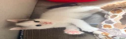 Mixed Breed cats for sale: Kittens looking for a lovable home.  - Advert 18