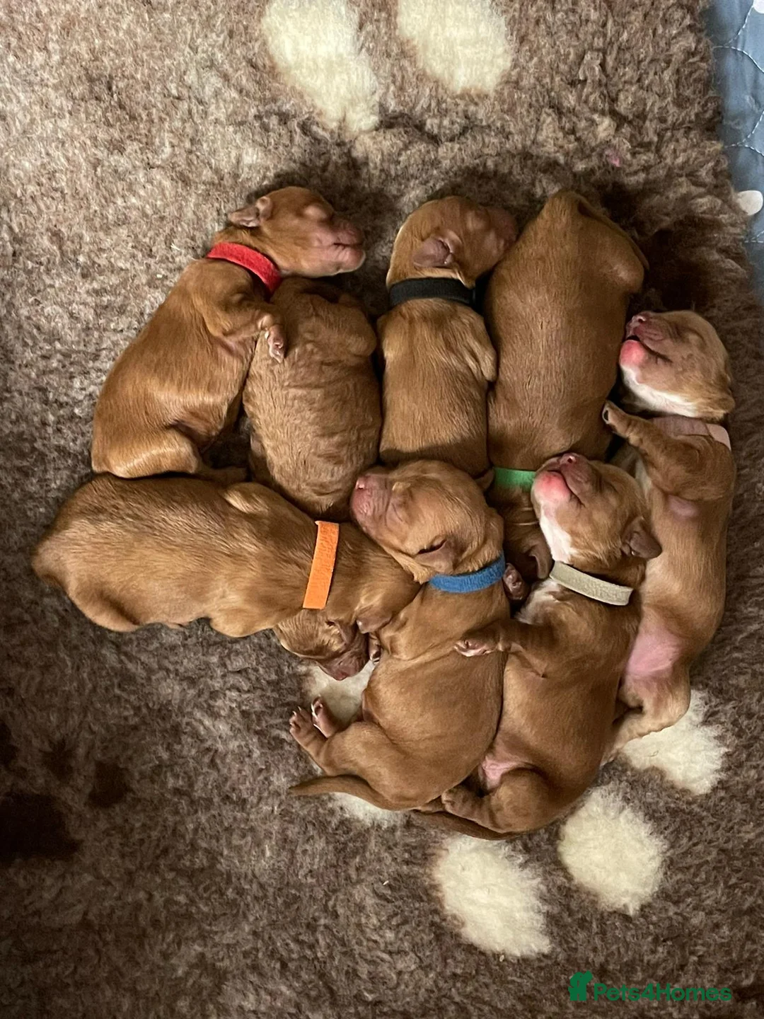 Cockapoo dogs for stud: F1 cocapoo well Proven extensively health tested in Bromley - Advert 10