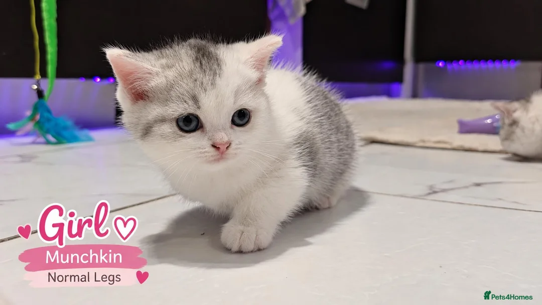 Munchkin cats for sale: Munchkin Kittens. Munchkin cross Scottish Straight - Advert 23