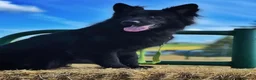 German Shepherd dogs for stud: Black german shepherd stud dog  in Aberdeen - Advert 3