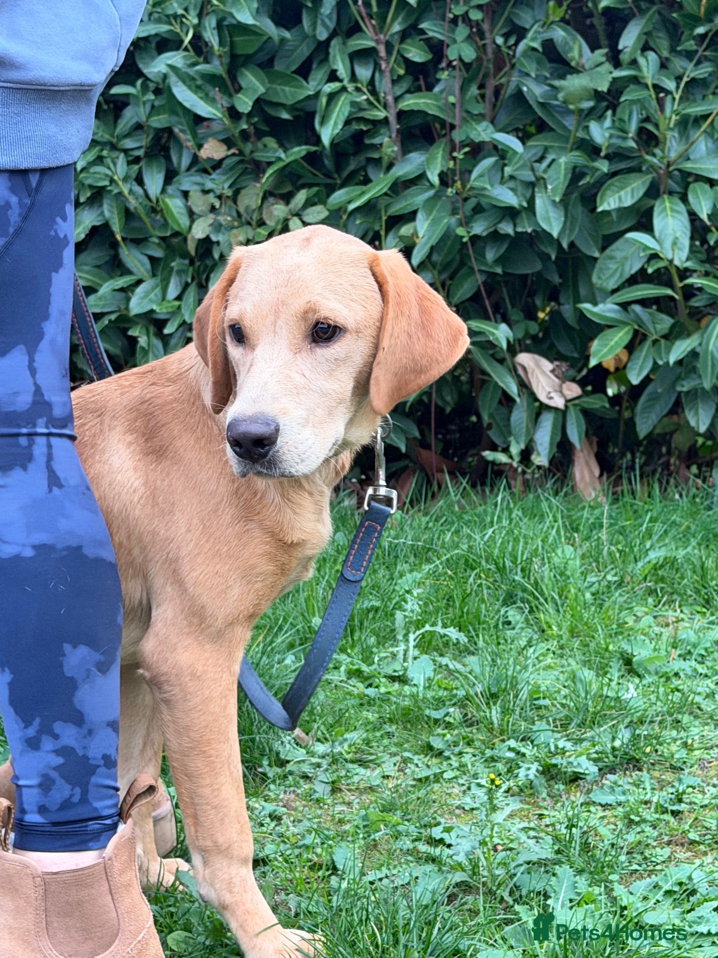 Labrador Retriever dogs 7-month-old Red Fox Labrador – Male  - Advert 8