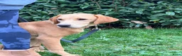 Labrador Retriever dogs for sale: 7-month-old Red Fox Labrador – Male  - Advert 1