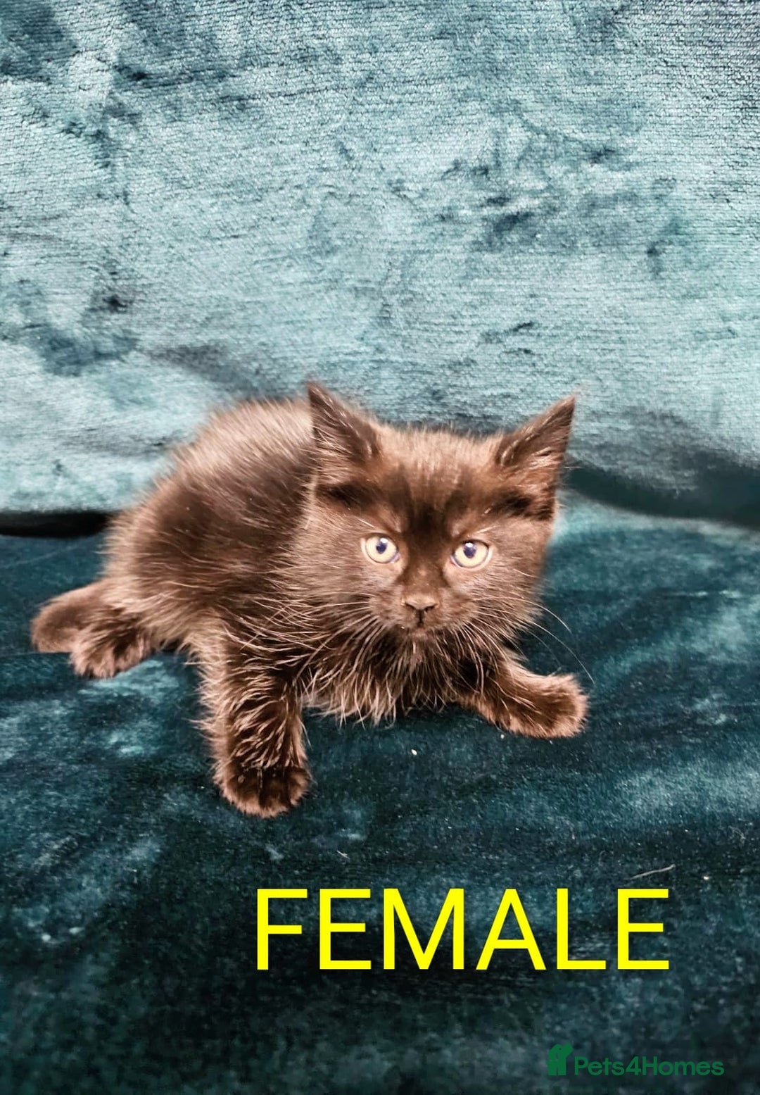 Mixed Breed cats for sale: Adorable Kittens Available – 8 Weeks Old! 🐾 - Advert 10