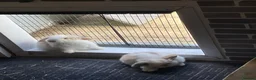 Mini Lop rabbits for sale: Beautiful mini lop babies - Advert 8