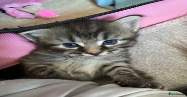 Ragcoon cats - Advert 1