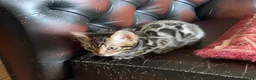 Bengal cats for sale: Girl and Boy Pedigree Bengal Kittens ready now - Advert 4