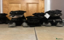 Miniature Schnauzer dogs for sale: KC Reg Miniature Schnauzer Puppies - Image 6