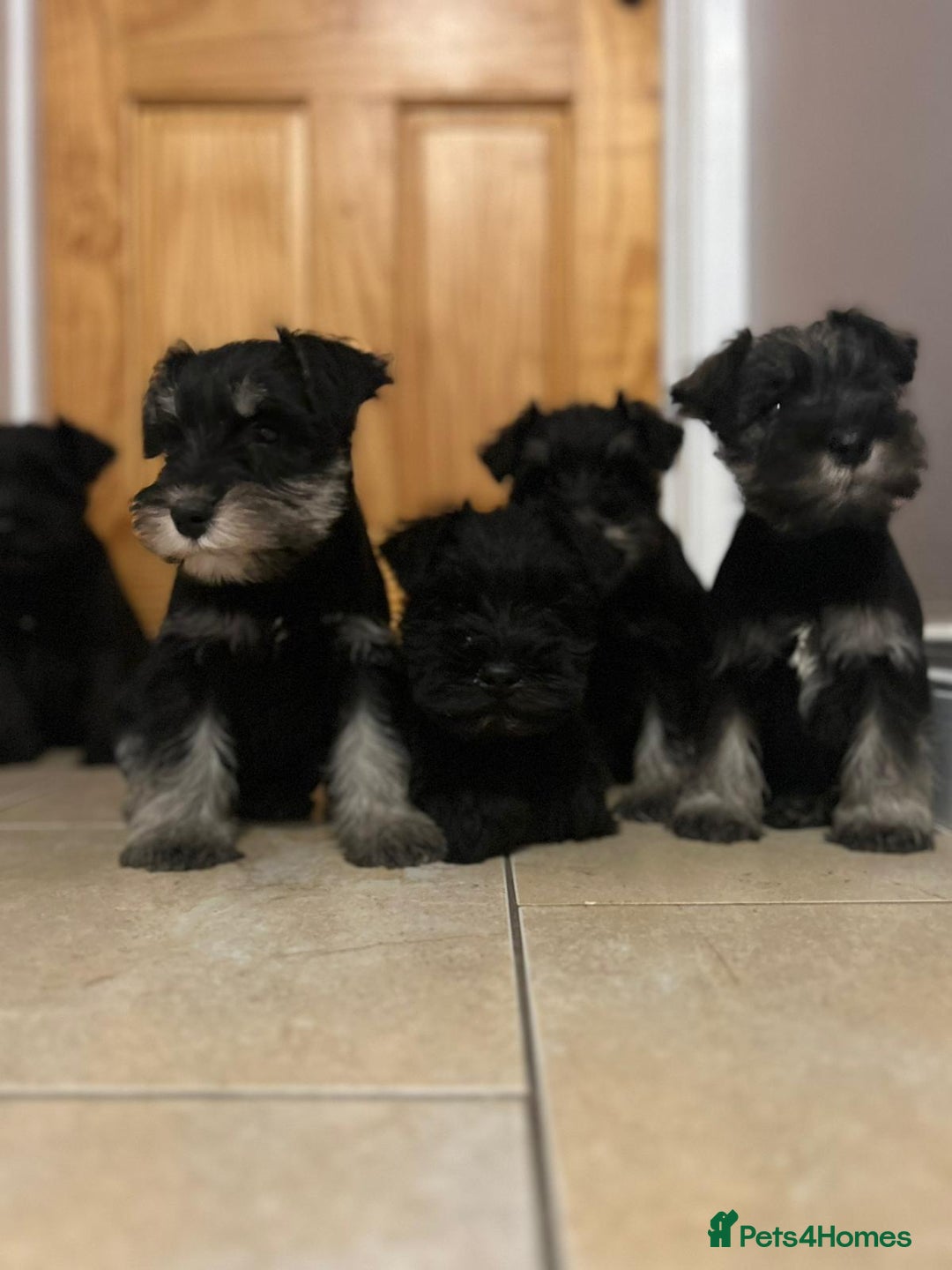 Miniature Schnauzer dogs for sale: KC Reg Miniature Schnauzer Puppies - Image 6