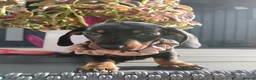 Dachshund dogs for sale: Dachshund  - Advert 3