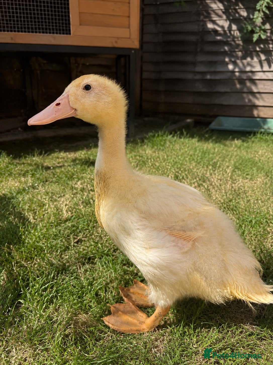 Ducks poultry Braddock White Duck - Advert 1