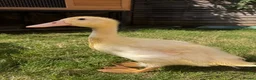 Ducks poultry for sale: Braddock White Duck in Waltham Cross - Advert 1