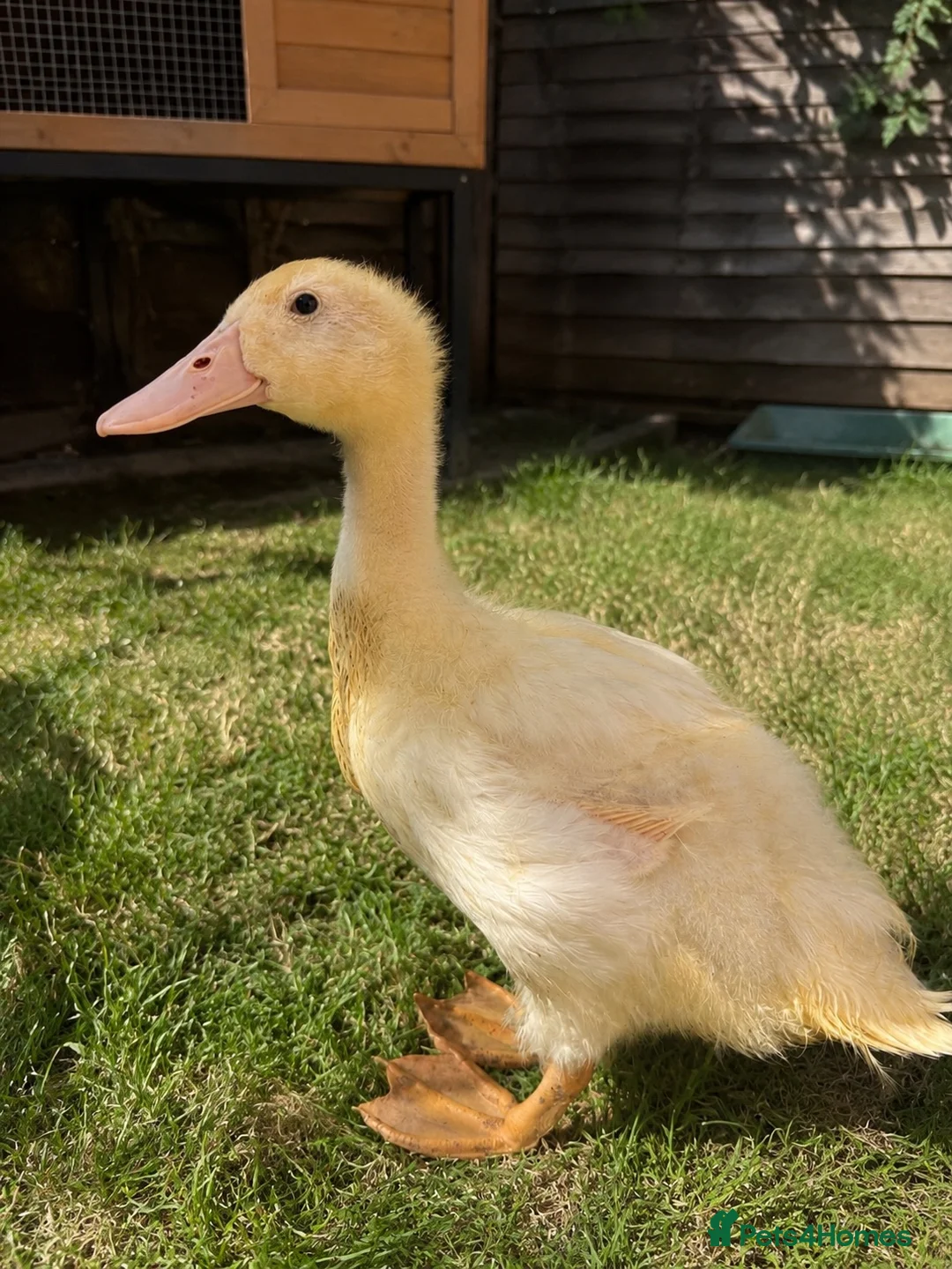 Ducks poultry for sale: Braddock White Duck in Waltham Cross - Advert 1