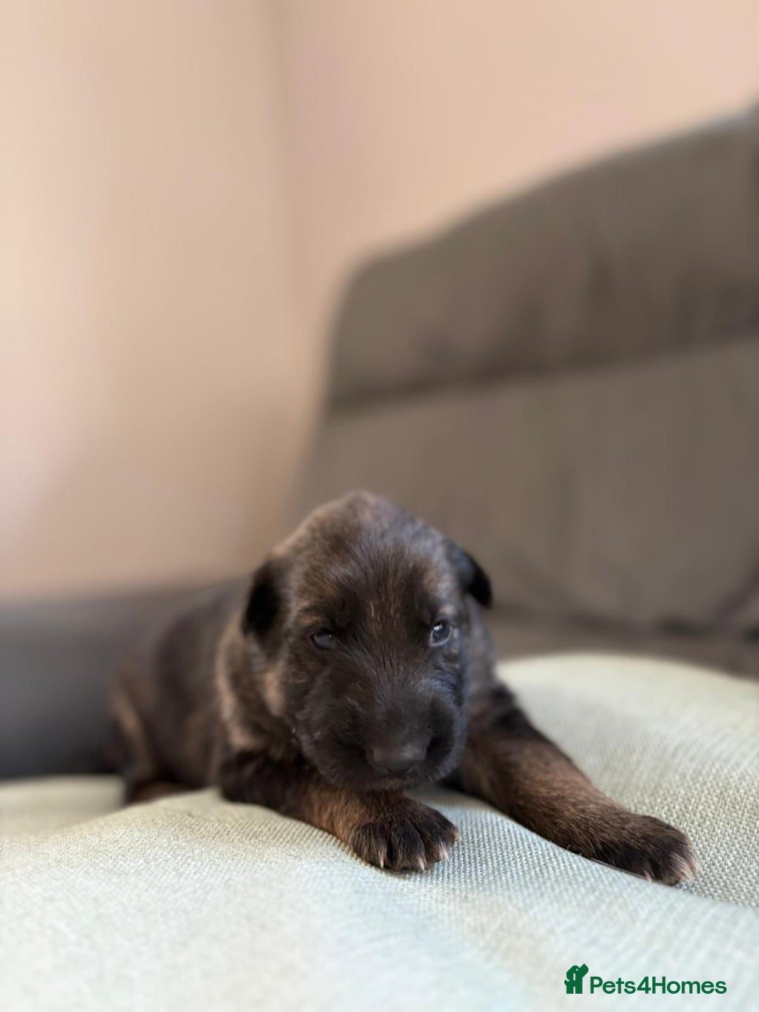 German Shepherd dogs for sale: German shepherd puppies  - Advert 23