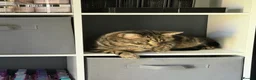 Mixed Breed cats for sale: Tabby male for sale  in Lincoln - Advert 5
