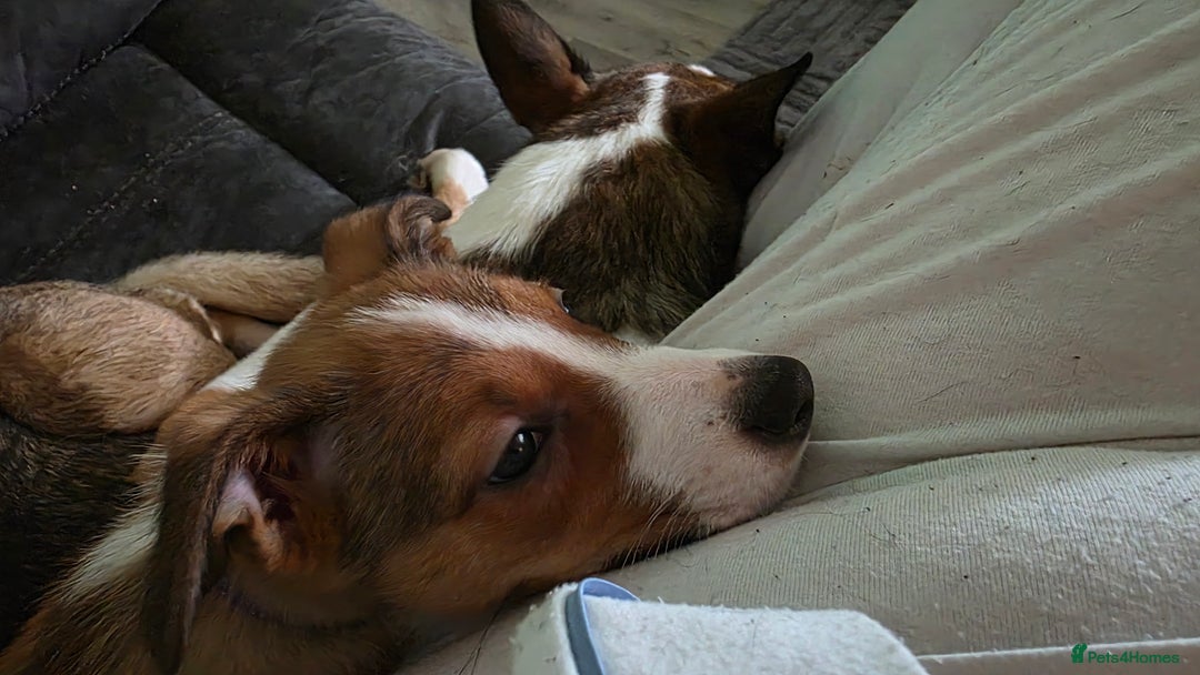 Mixed Breed dogs for sale: Beautiful collie x kelpie girl  - Advert 5