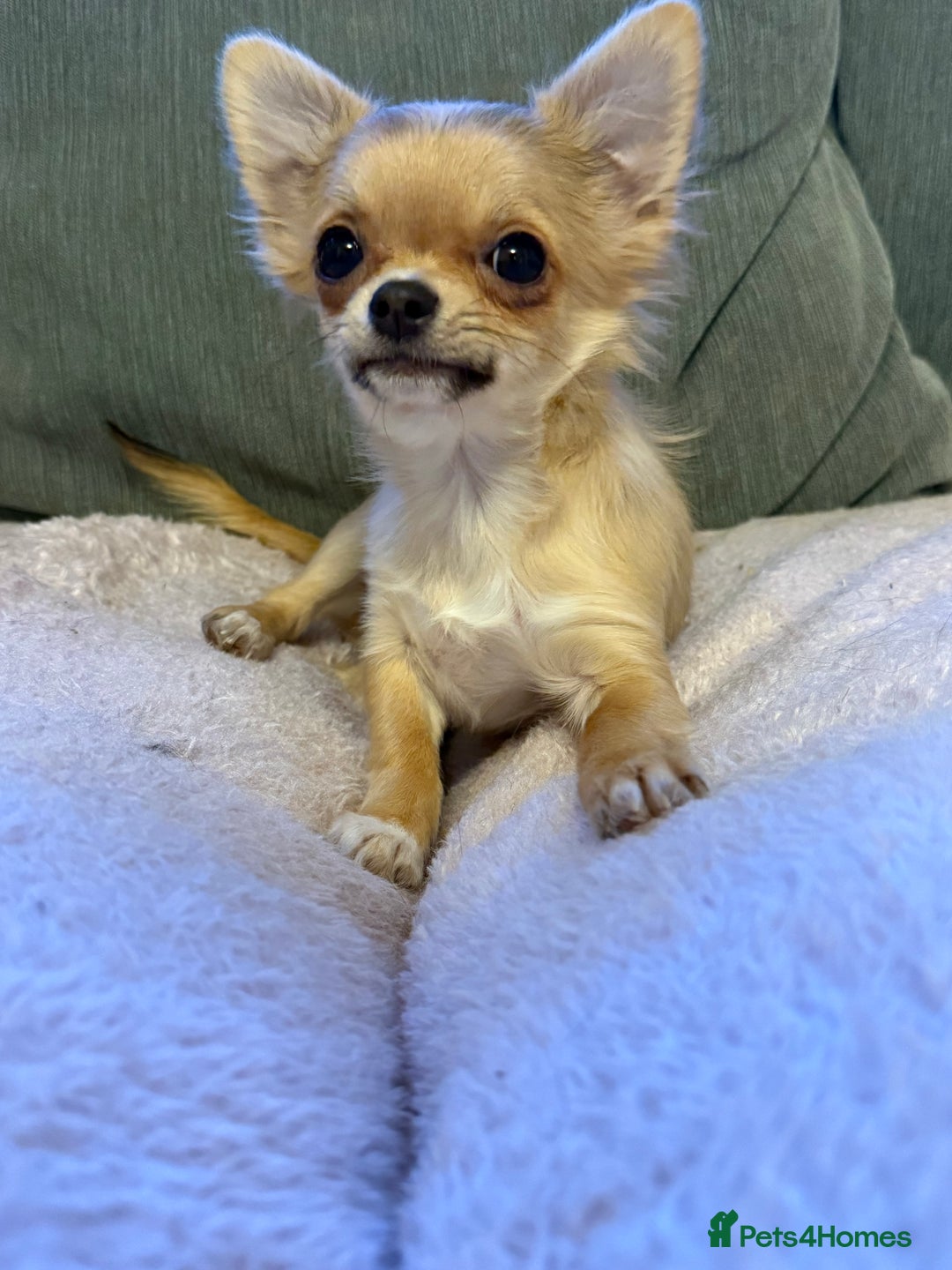 Chihuahua dogs for sale: Last show quality KC long coat Boy  - Advert 25
