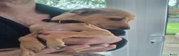 Italian Greyhound dogs for sale: 2 Beautiful boys KC Registered  - Advert 7