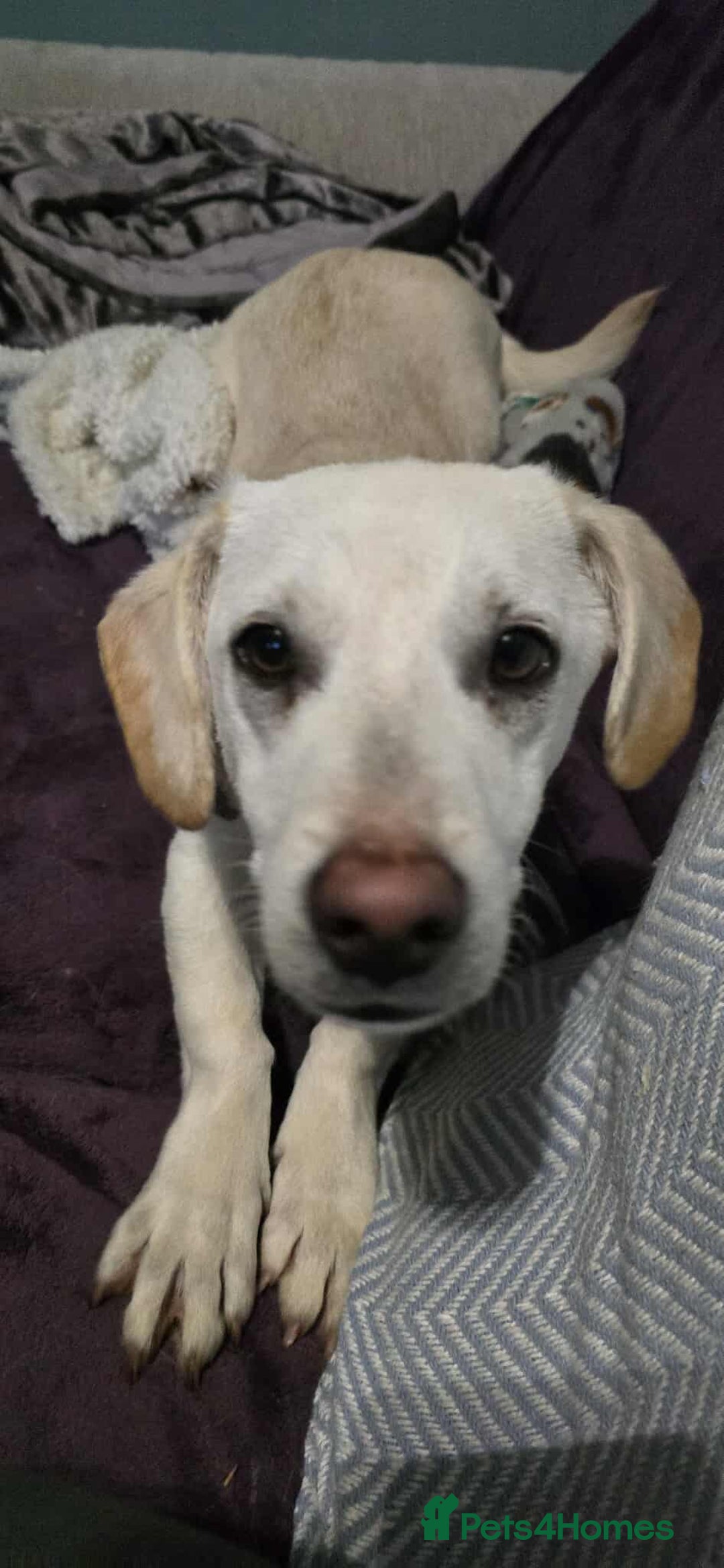 Mixed Breed dogs for adoption: MINNIE MOUSE - Image 8