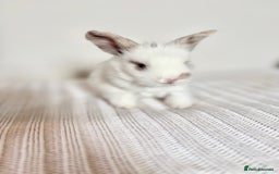 Angora rabbits for sale: Fully Vaccinated Pedigree English Angoras  - Image 24