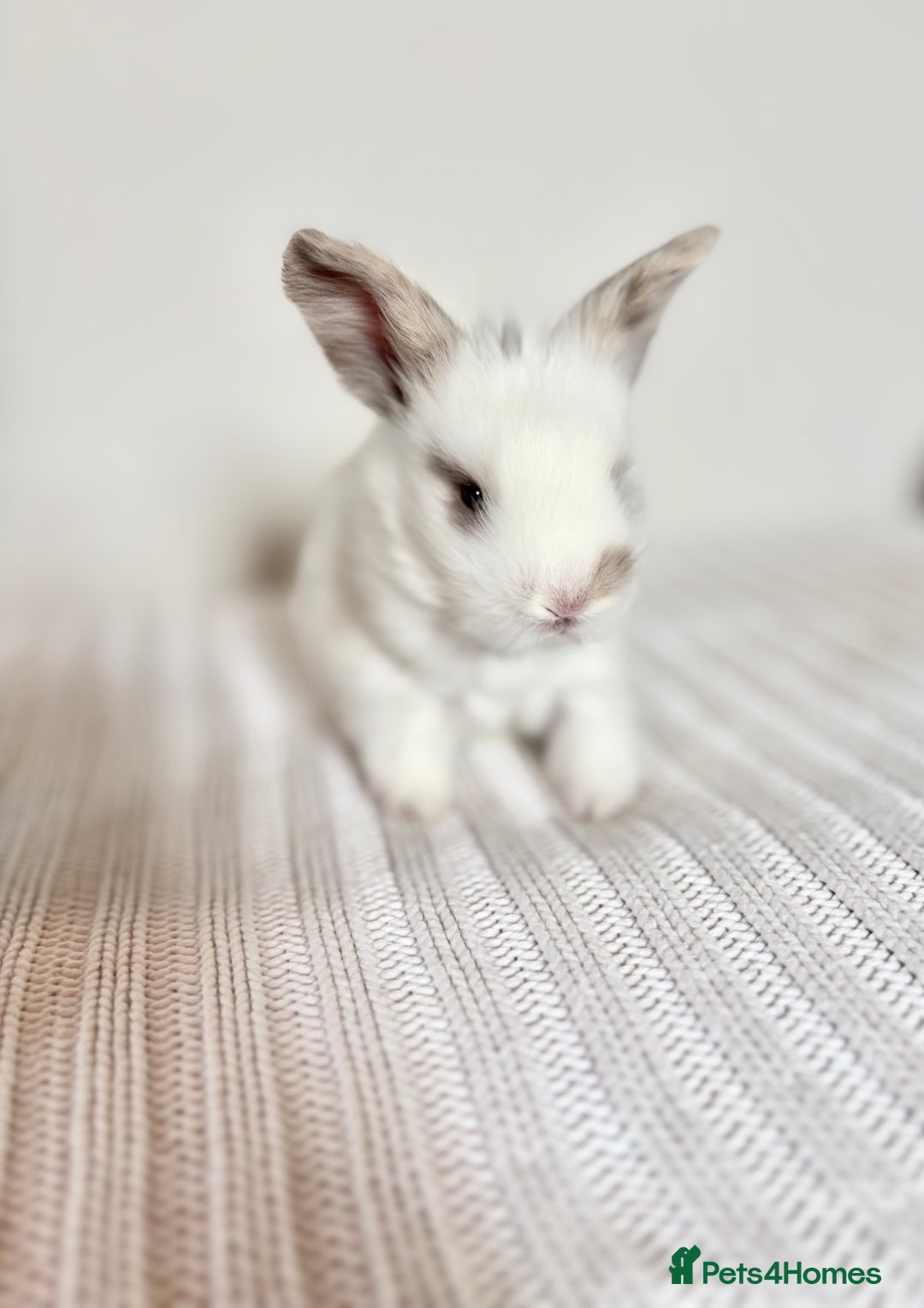 Angora rabbits for sale: Fully Vaccinated Pedigree English Angoras  - Image 24