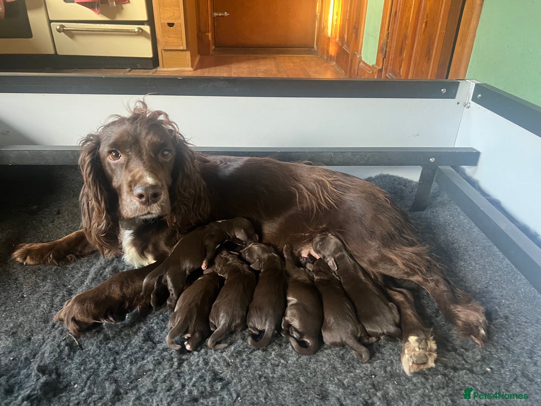 Cocker Spaniel dogs for sale: Working Cocker Spaniel Puppies - Image 2