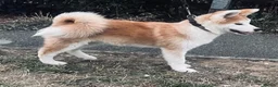 Japanese Akita Inu dogs for sale: Stunning Male puppies  - Advert 3