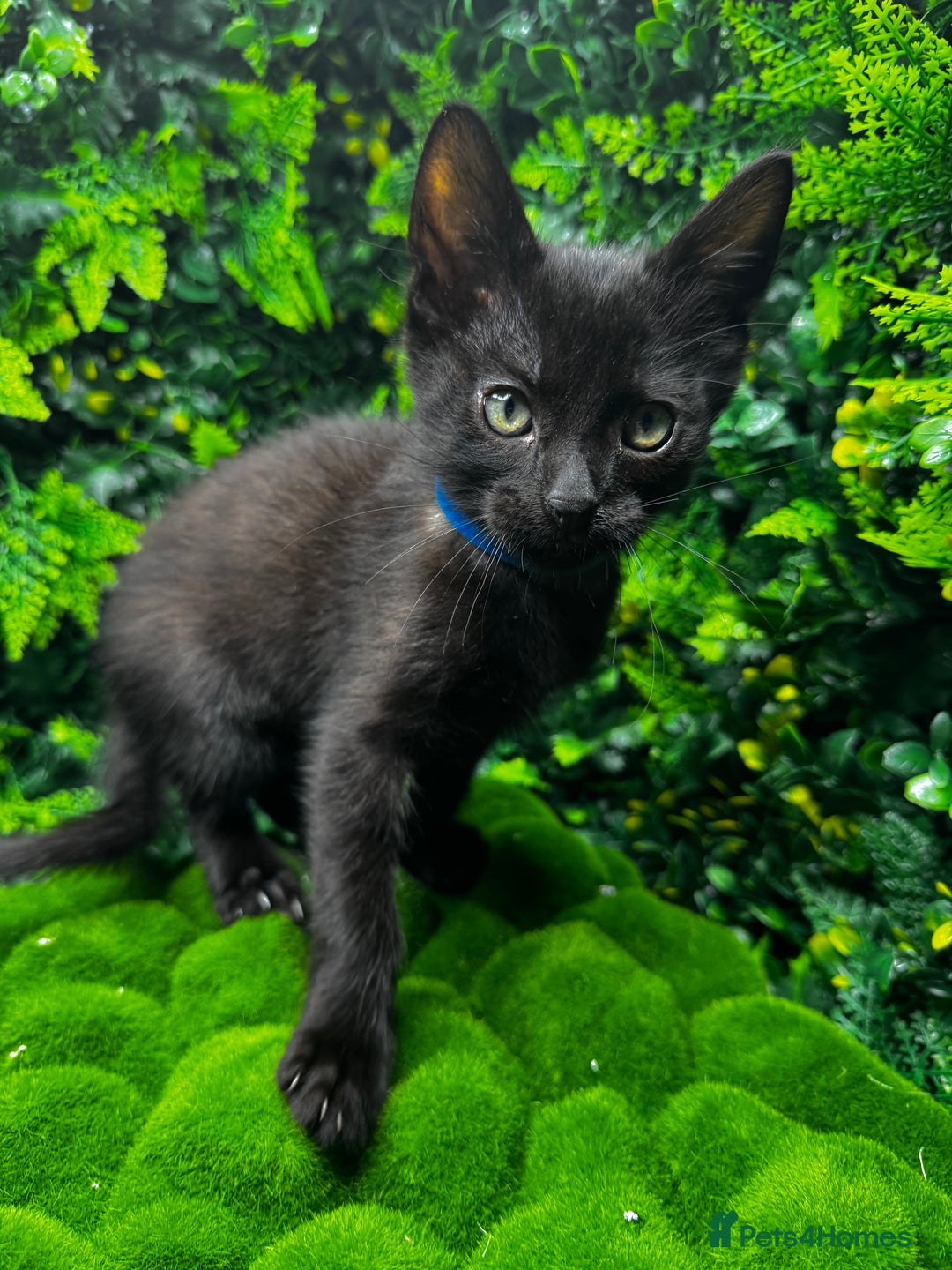 Egyptian Mau cats for sale: Smoke Egyptian MAU x Bengal spotted&marble kittens - Image 12