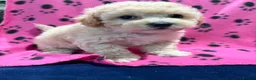 Poochon dogs for sale: Cute litter of puppies  - Advert 8