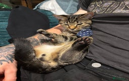 American Shorthair cats for sale: Pedro and Tigger - male tabby’s  - Image 9