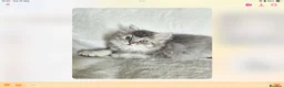 British Shorthair cats for sale: GCCF reg British kittens  - Advert 10