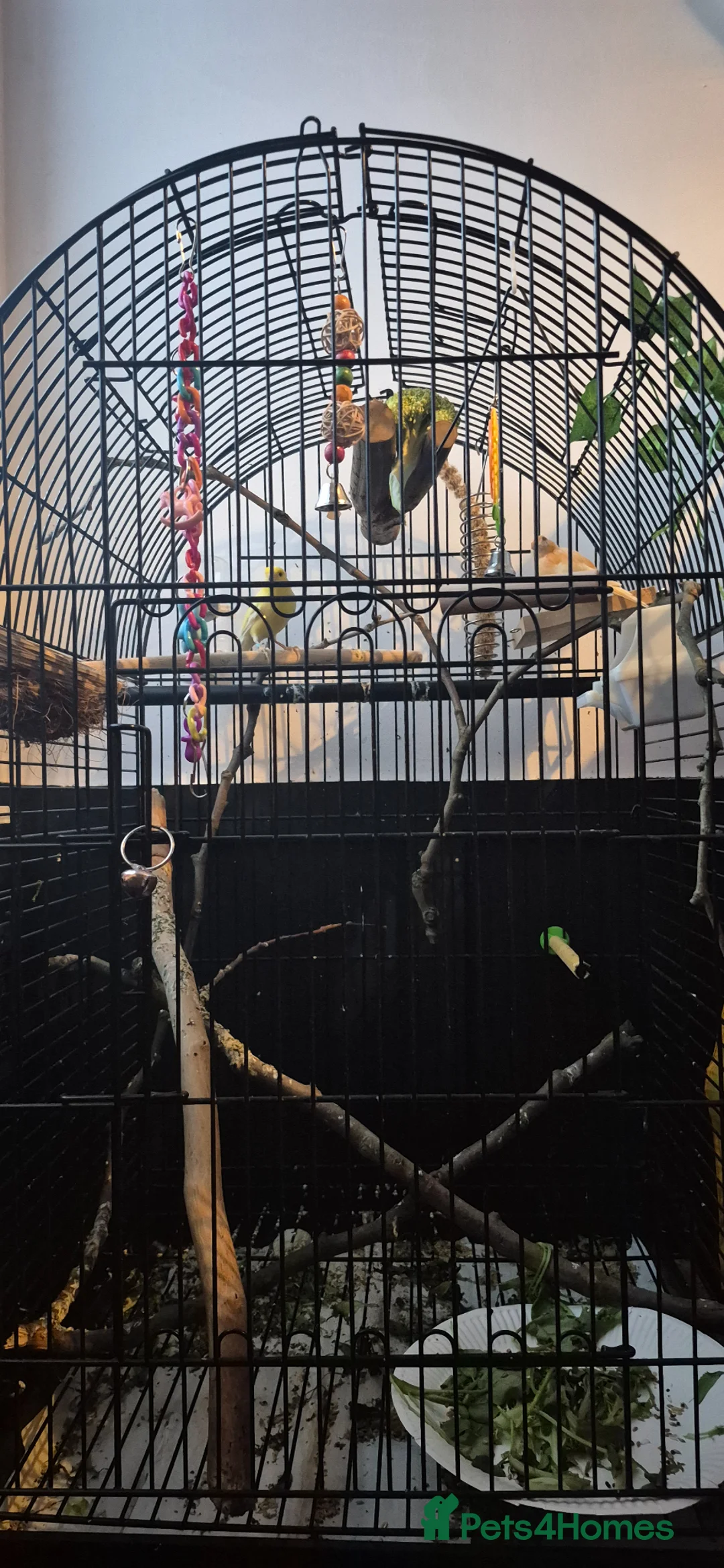 Canaries birds for sale: 2 irish fancy canaries  - Advert 2