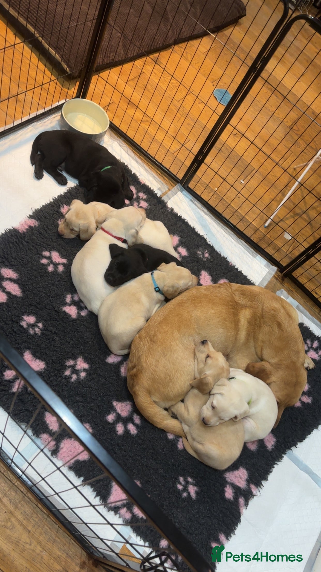 Labrador Retriever dogs 4 golden male Labrador puppies for sale  - Advert 1