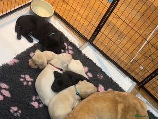Labrador Retriever dogs 4 golden male Labrador puppies for sale - Advert 1