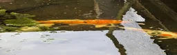 Koi Carp fish for sale: 3 Stunning Koi carp  - Advert 4