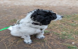 Mixed Breed dogs for sale: 5 month old mixed breed male puppy  - Image 3