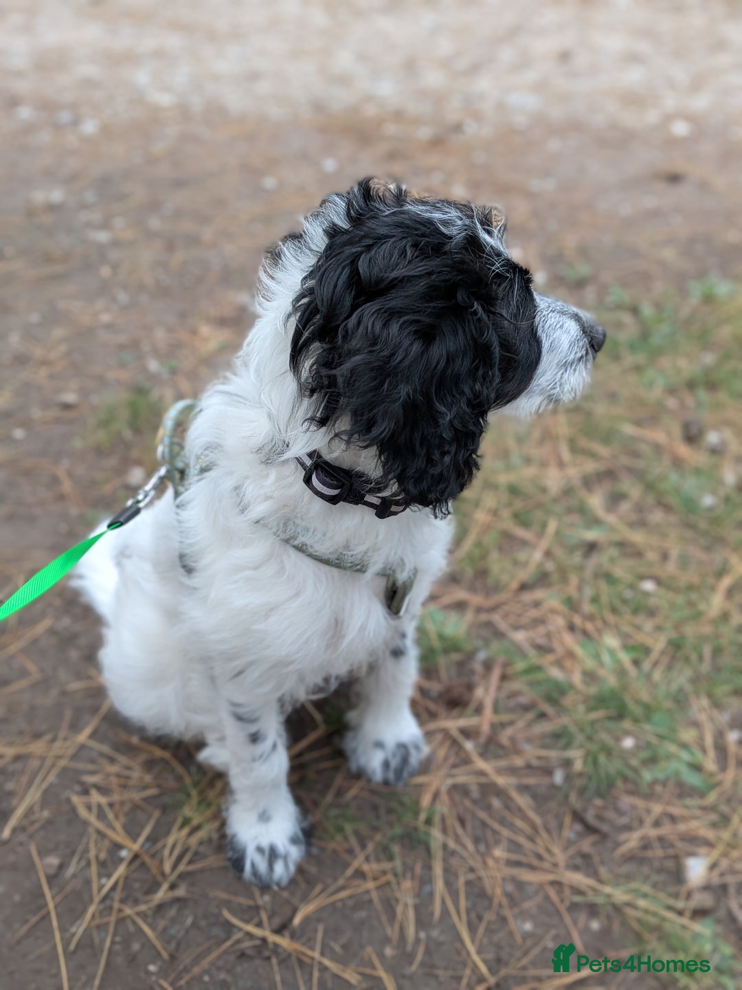 Mixed Breed dogs for sale: 5 month old mixed breed male puppy  - Image 3