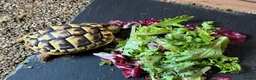 Hermann Tortoise reptiles for sale: Hermann tortoise and table  - Advert 4
