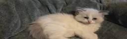 Ragdoll cats for sale: Beautiful Ragdoll Kittens only 1 left 💖 - Advert 7