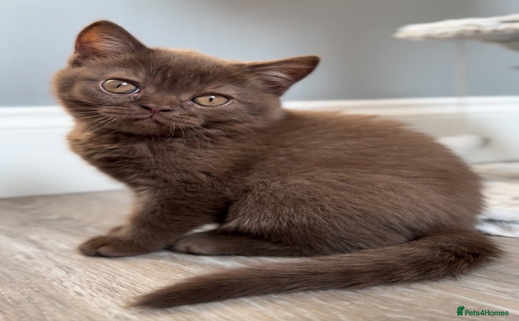 British Shorthair cats - Advert 1