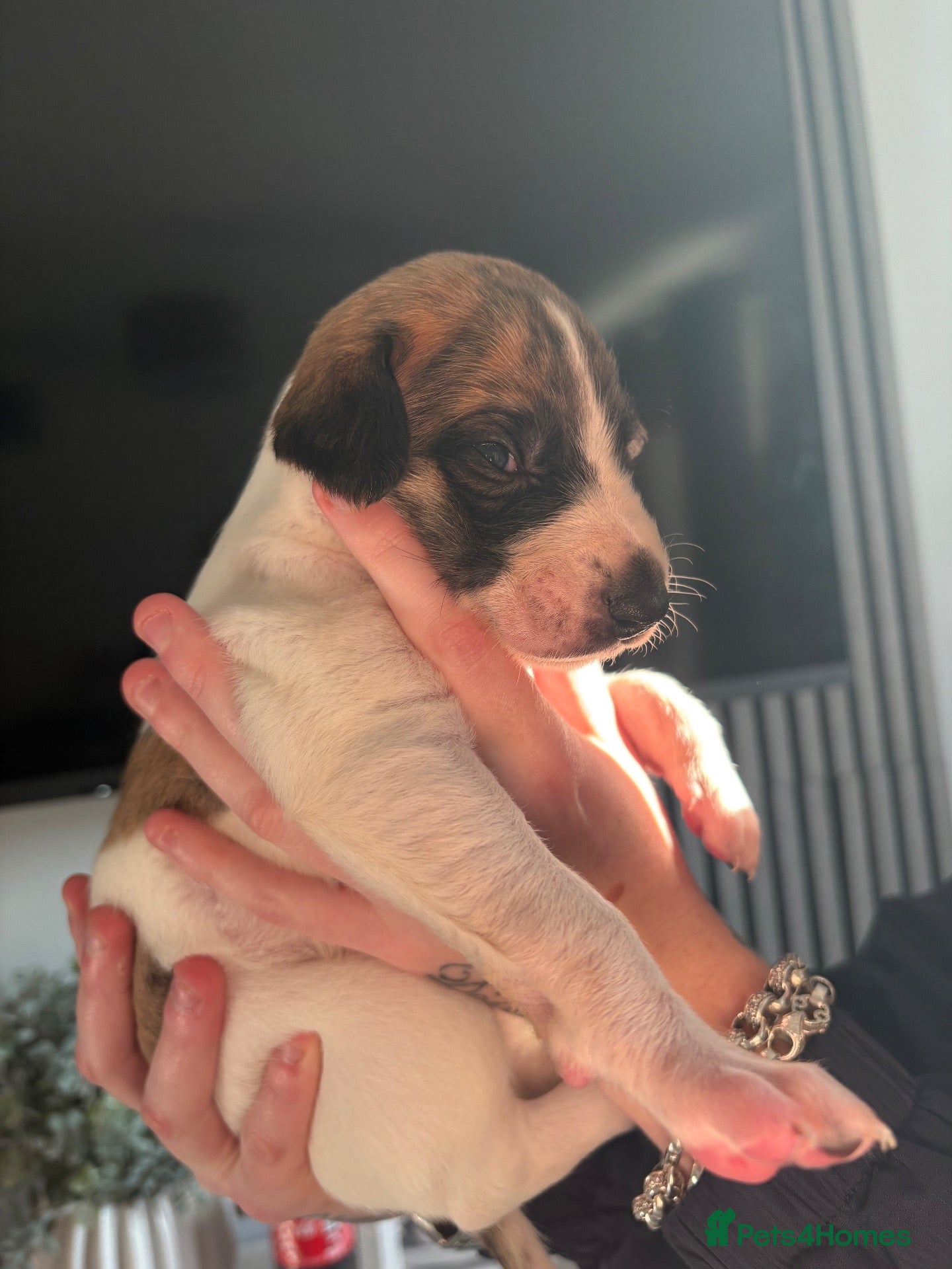 Mixed Breed dogs for sale: Whippet cross puppies  - Advert 11
