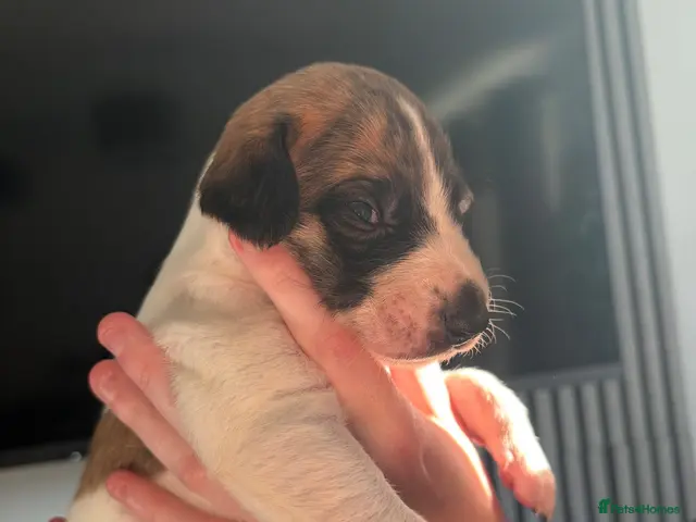 Mixed Breed dogs for sale: Whippet cross puppies - Advert 11
