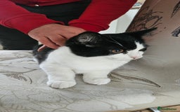 Selkirk Rex cats for sale: Adorable Selkirk Rex Kittens (Straight ) - Image 33