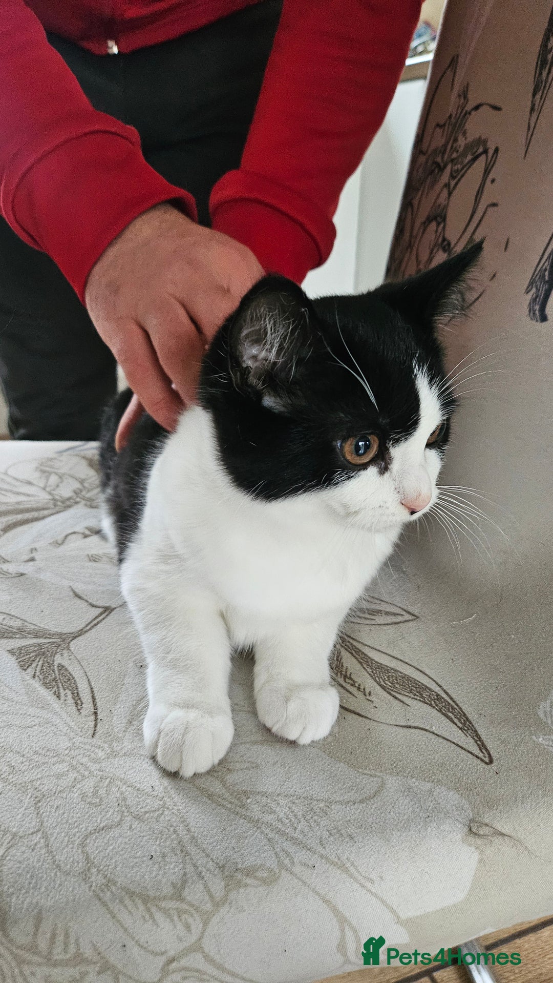 Selkirk Rex cats for sale: Adorable Selkirk Rex Kittens (Straight ) - Image 33